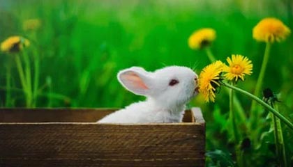 CBA-徐杰19+5贾尔斯30+10+8 广东战胜江苏